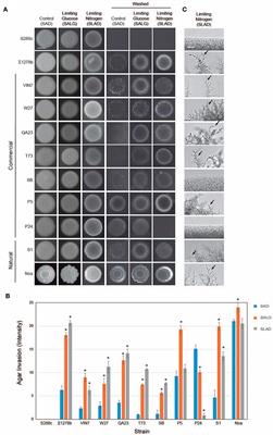 Role of Mitochondrial Retrograde Pathway in Regulating Ethanol-Inducible Filamentous Growth in Yeast
